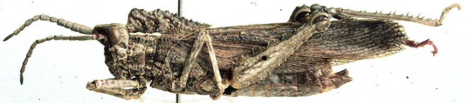 Hoplolopha asina