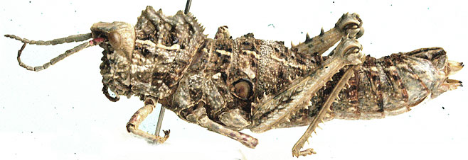 Hoplolopha asina