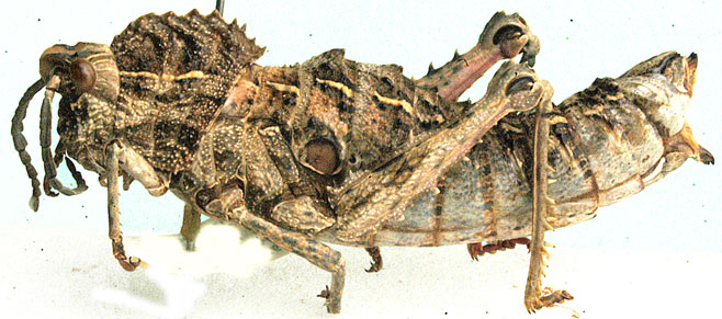 Hoplolopha horrida