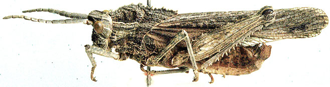 Hoplolopha horrida