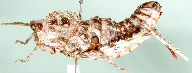 Hoplolopha karasensis