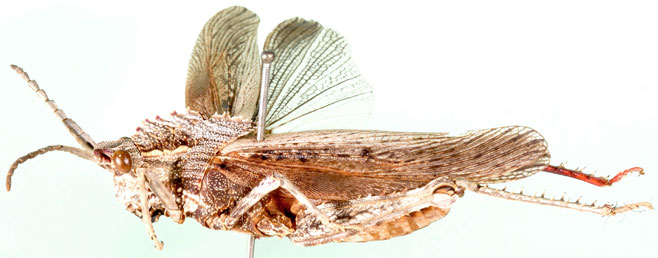 Hoplolopha karasensis