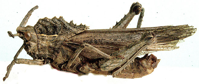 Hoplolopha reflexa