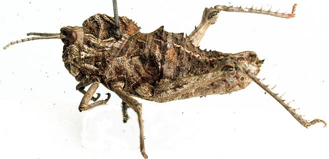 Hoplolopha reflexa