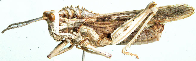 Hoplolopha serrata 