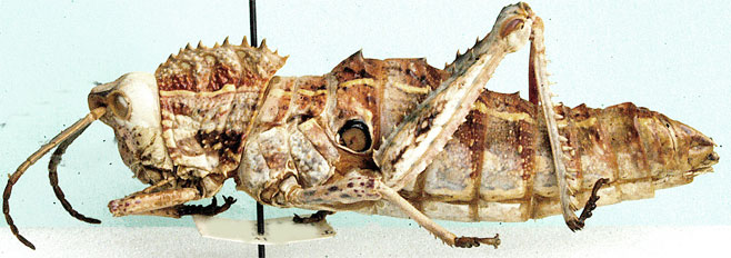Hoplolopha serrata 