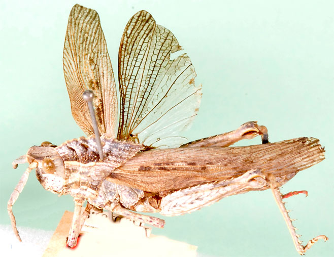 Hoplolopha serrata 
