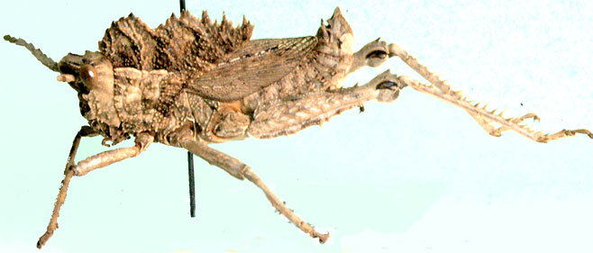 Hoplolopha vansoni