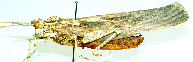 Lamarckiana cucullata