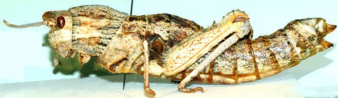 Lamarckiana cucullata