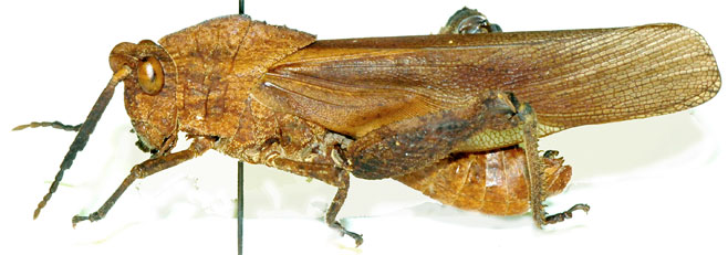 Lamarckiana nasuta