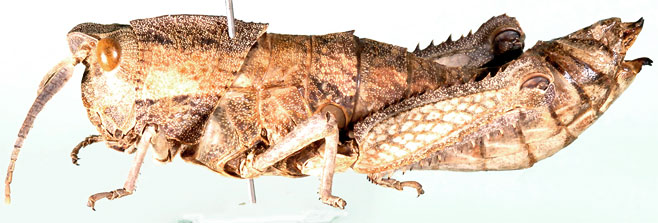 Lamarckiana sparrmani