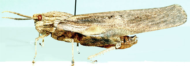 Lamarckiana sparrmani