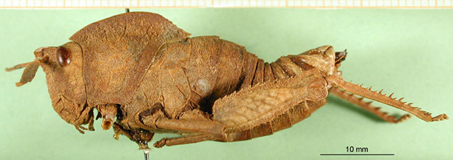 Lobosceliana haploscelis