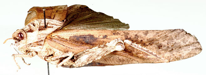 Lobosceliana haploscelis