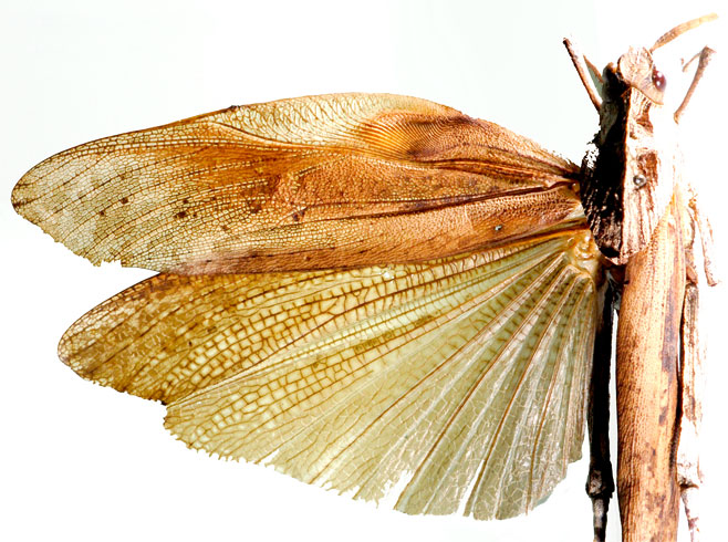 Lobosceliana haploscelis