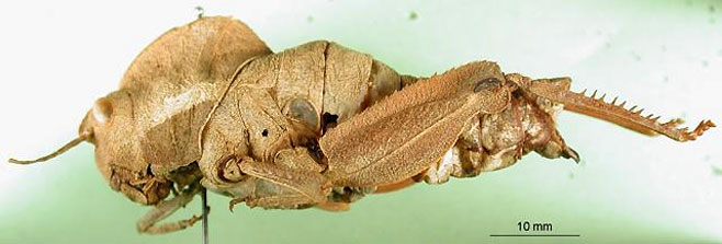 Lobosceliana loboscelis