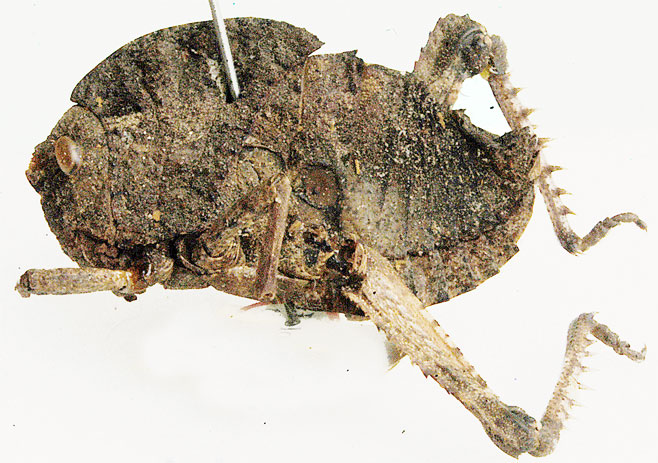 Pagopedilum brevis