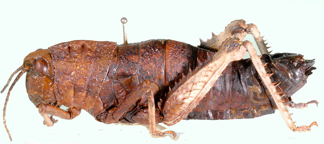 Porthetis puncticornis