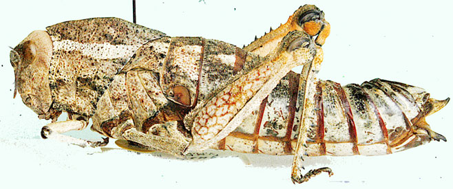 Stolliana angusticornis