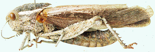 Stolliana angusticornis