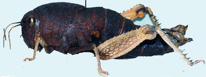 Stolliana minor