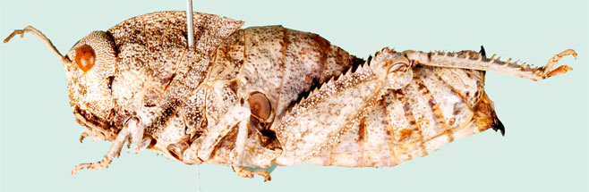 Stolliana sabulosa