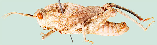 Stolliana sabulosa