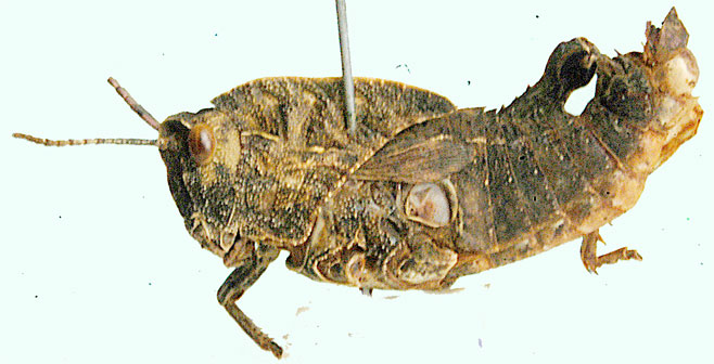 Transvaaliana distanti