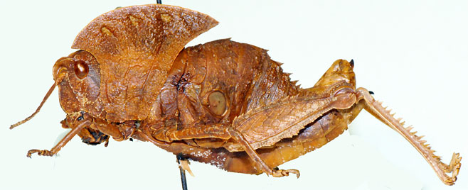 Transvaaliana distanti