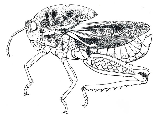 Transvaaliana draconis