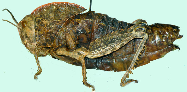 Transvaaliana picta