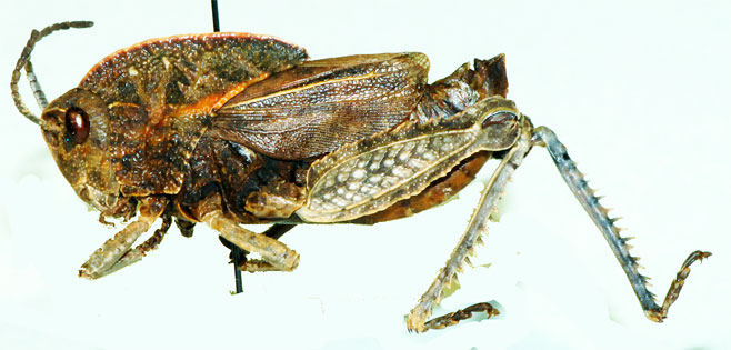 Transvaaliana picta