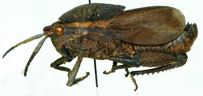 Vansoniacris rubricornis