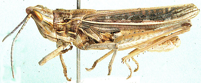 Charilaus carinatus