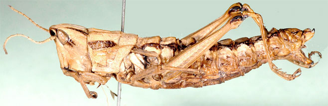 Hemicharilaus monomorphus