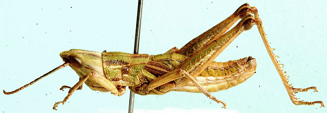 Hemicharilaus monomorphus