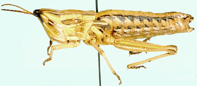Hemicharilaus monomorphus