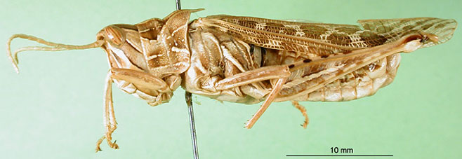 Paracharilaus curvicollis