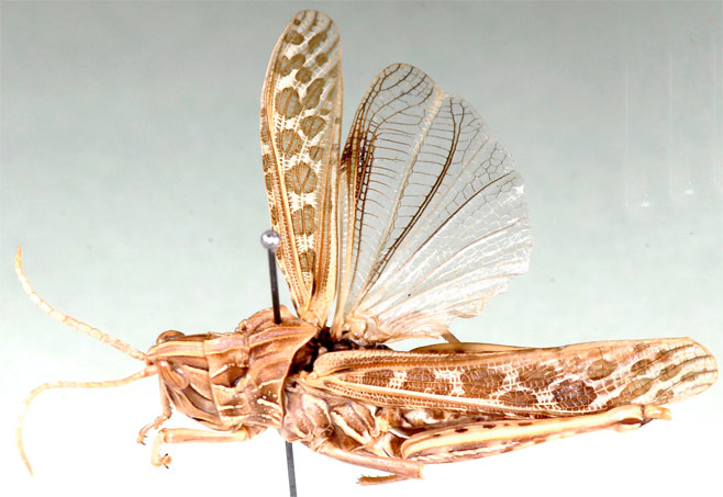 Paracharilaus curvicollis