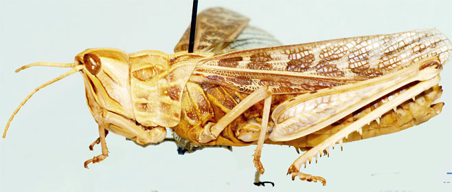 Paracharilaus curvicollis
