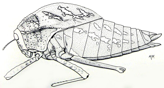 Bullacris intermedia