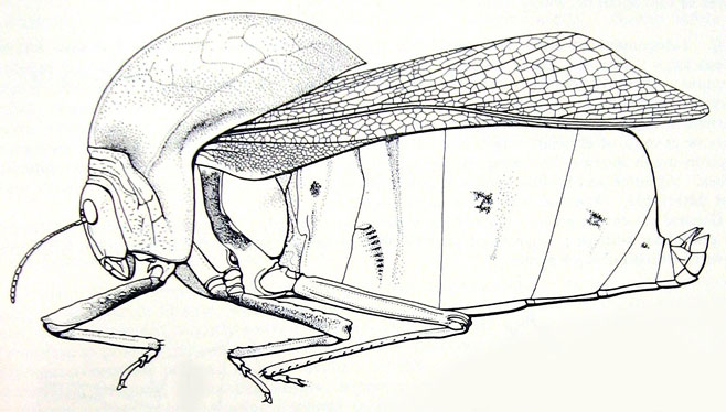 Bullacris intermedia
