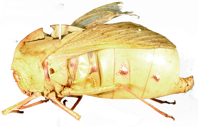 Bullacris intermedia