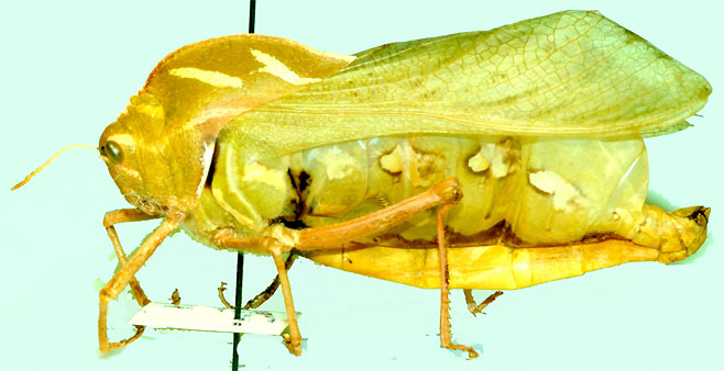 Bullacris obliqua