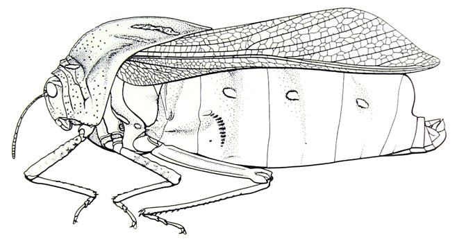 Bullacris obliqua