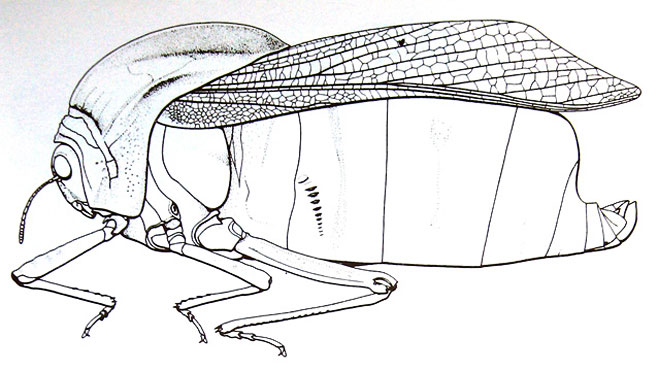 Bullacris unicolor