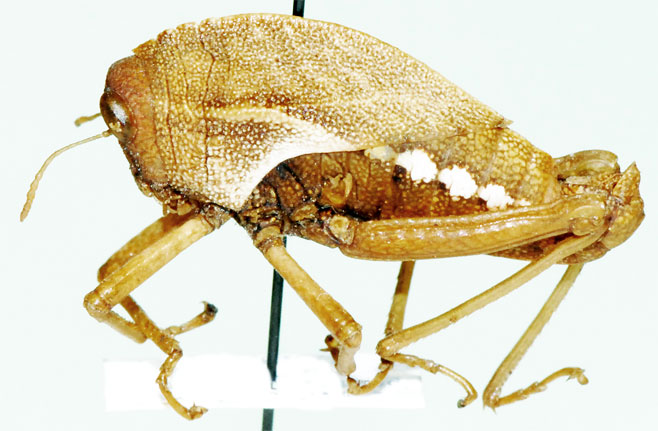 Parabullacris vansoni