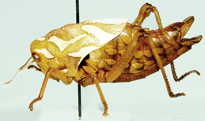 Peringueyacris namaqua