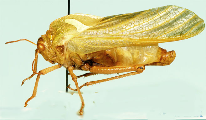 Peringueyacris namaqua